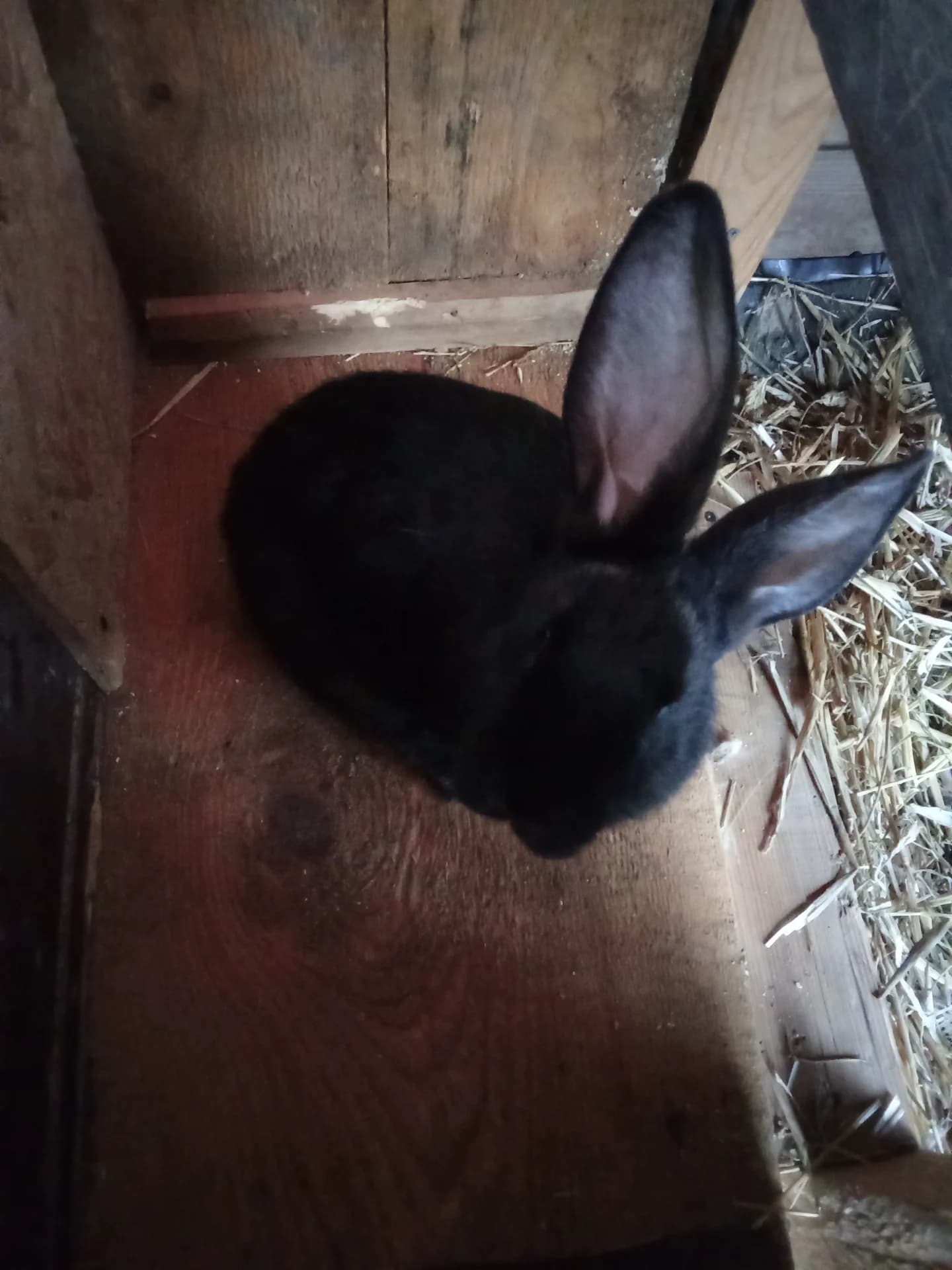 Mascul sănătos fluture german negru Janet de 5,5 luni