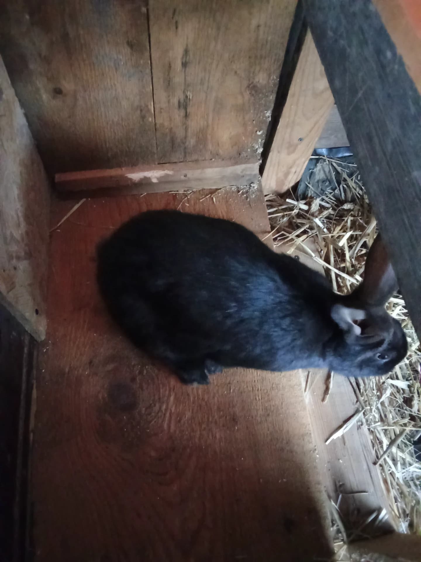 Mascul sănătos fluture german negru Janet de 5,5 luni