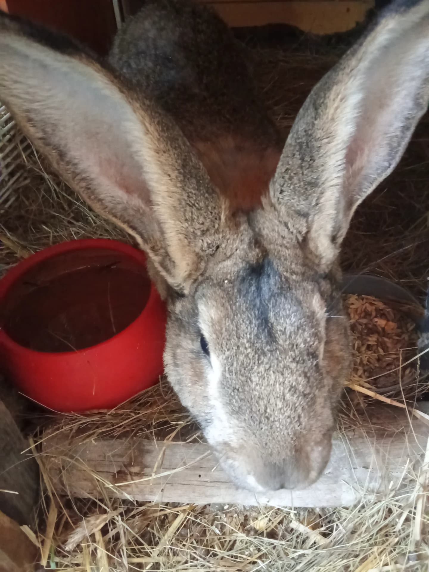 Vând mascul uriaș german de 7,5 luni