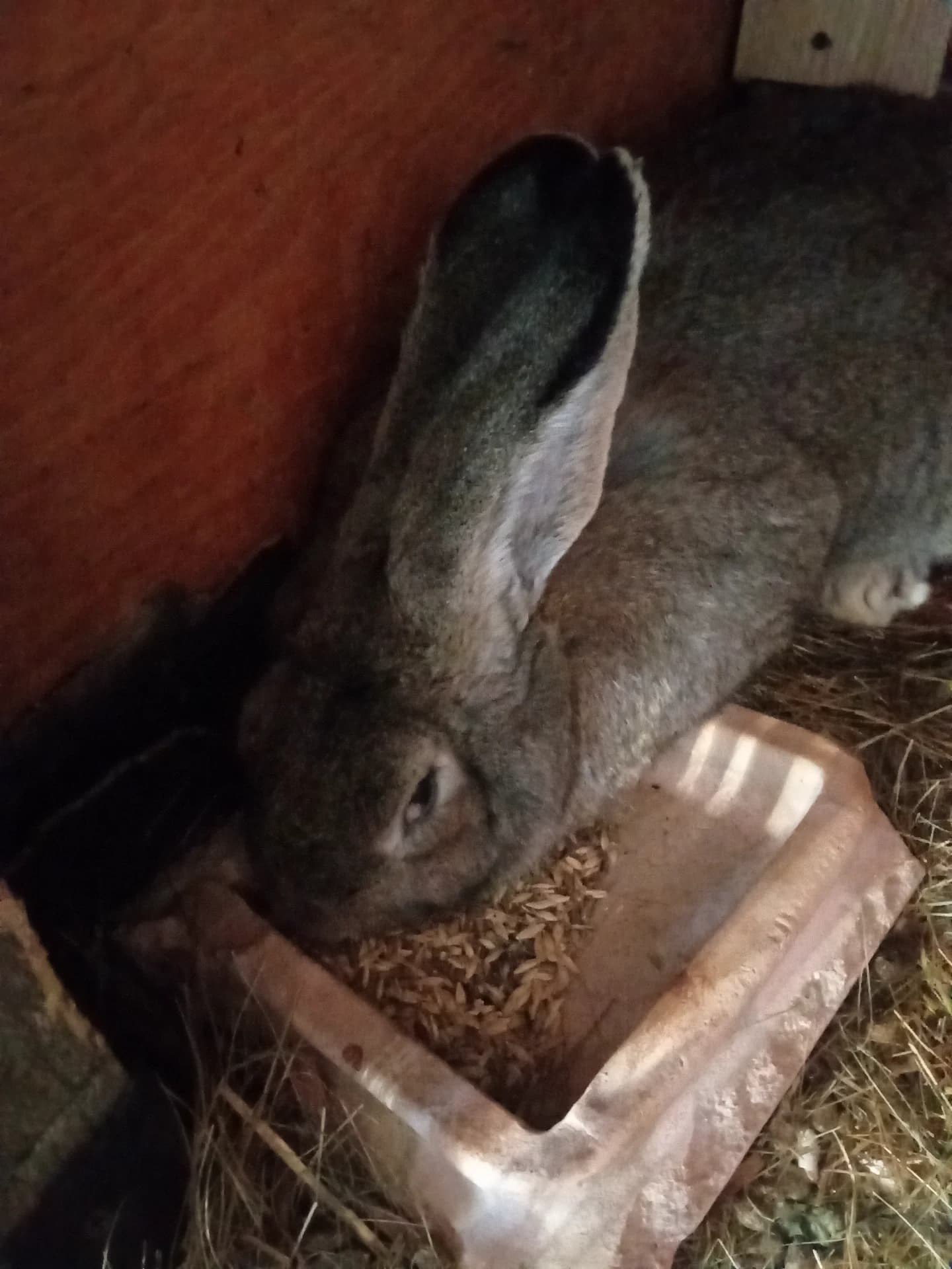 Vând mascul uriaș german de 7,5 luni