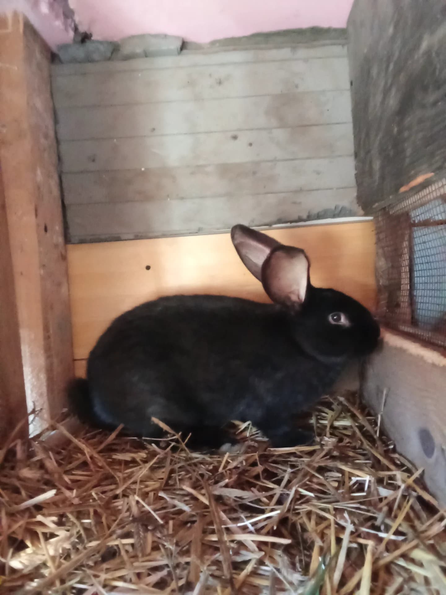 Mascul sănătos fluture german negru Janet de 5,5 luni