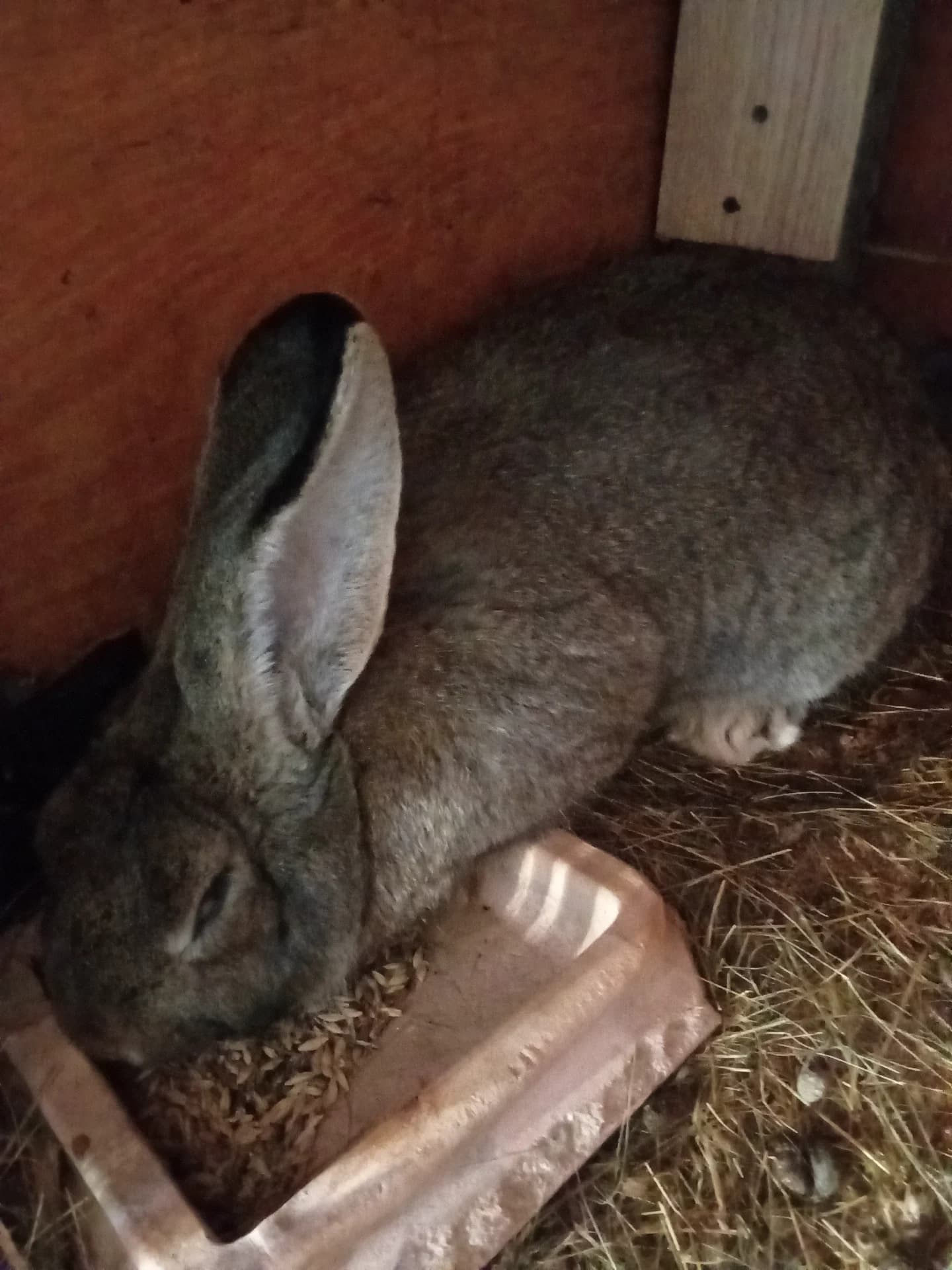 Vând mascul uriaș german de 7,5 luni