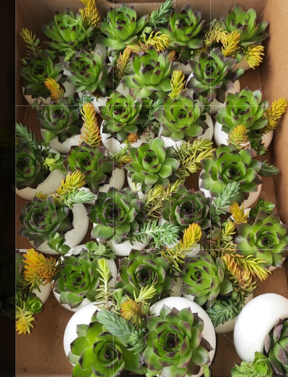 Sempervivum pentru grădină și pentru marturii – fotografia 5 din 5