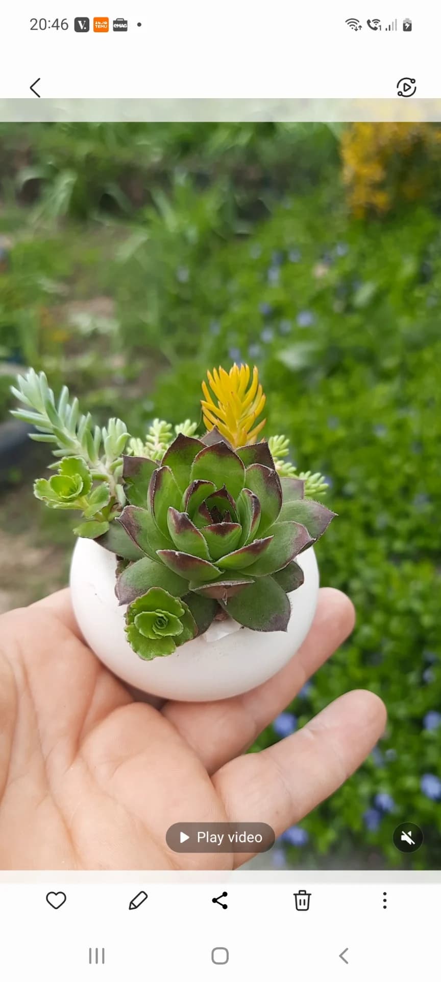 Sempervivum pentru grădină și pentru marturii – fotografia 4 din 5