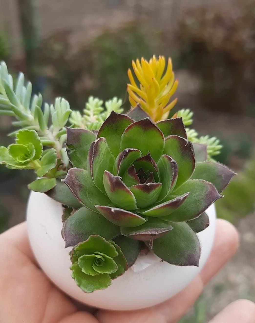 Sempervivum pentru grădină și pentru marturii – fotografia 3 din 5
