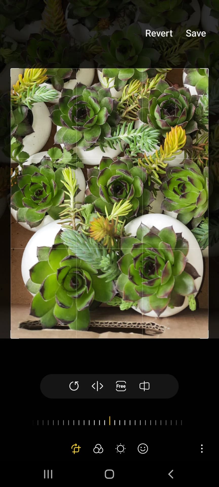 Sempervivum pentru grădină și pentru marturii – Buhusi, Bacău