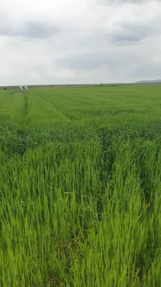 Vând 17 ha teren arabil.