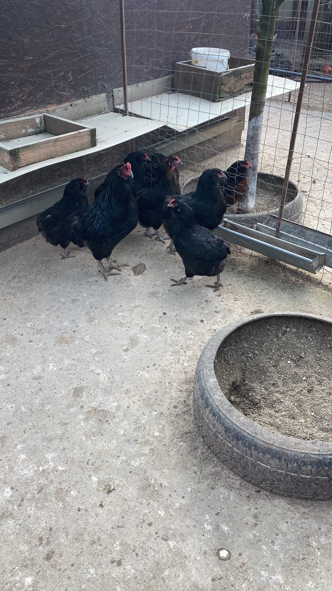 Gaini araucana diverse culori – fotografia 3 din 7