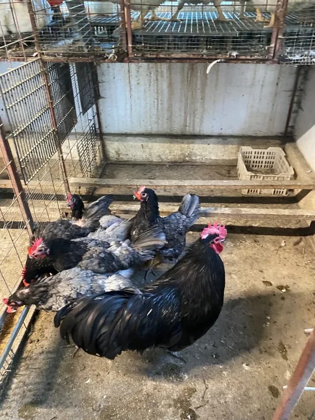 Găini australorp albastru