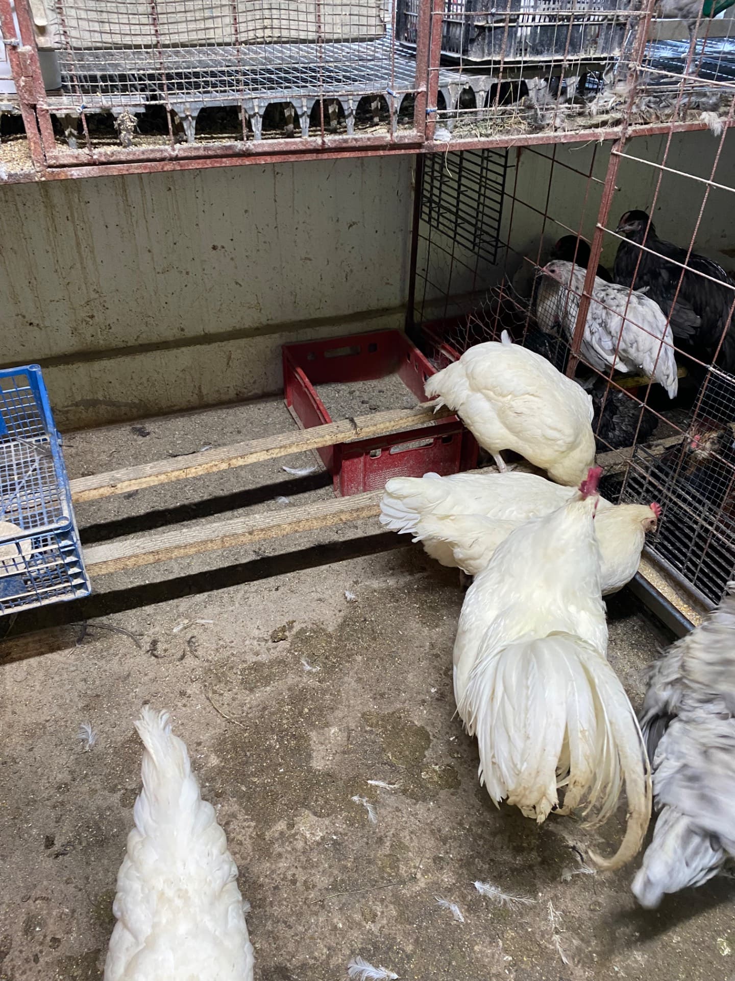 Gaini australorp alb