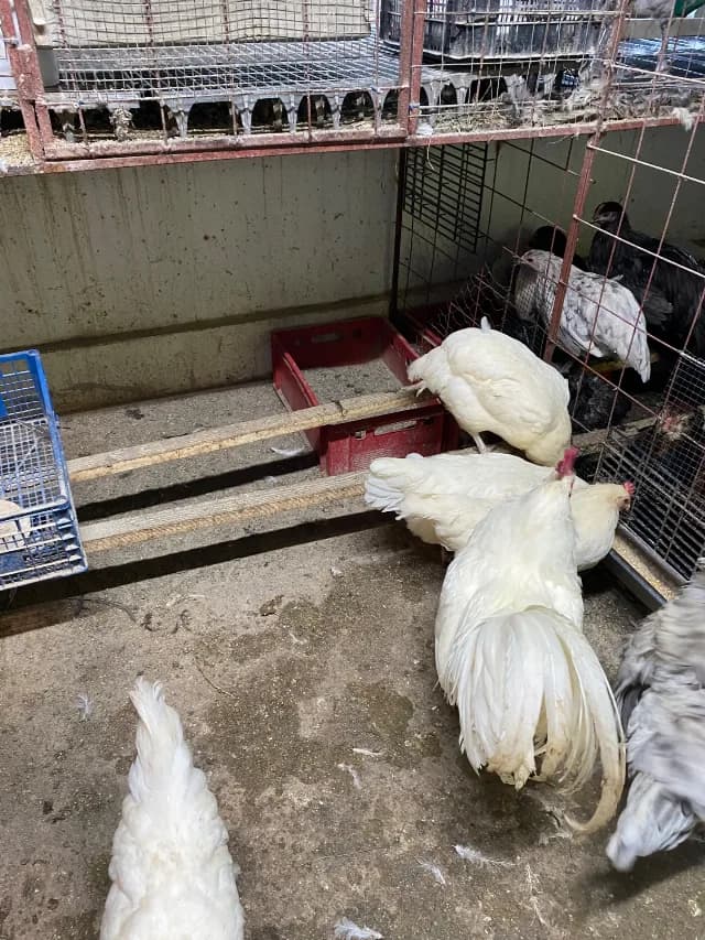 Gaini australorp alb