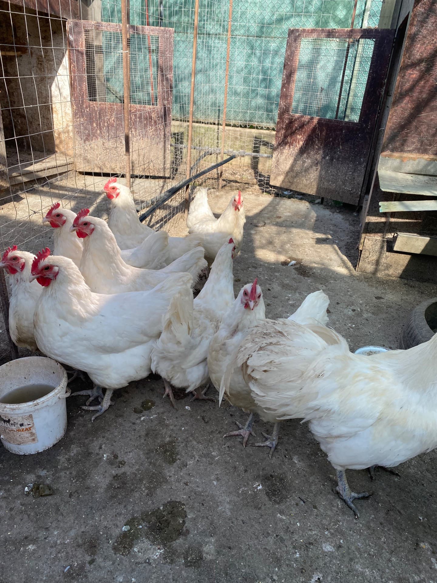 Gaini australorp alb – fotografia 5 din 5