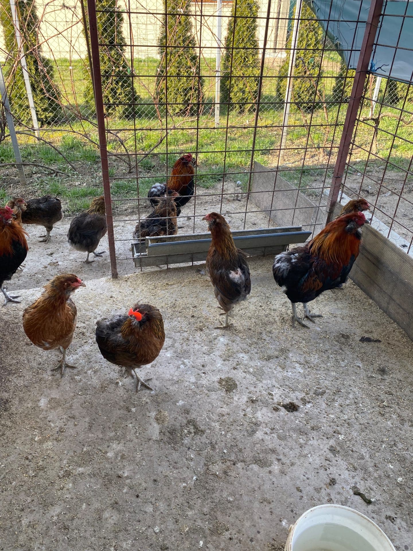 Gaini araucana diverse culori – fotografia 7 din 7