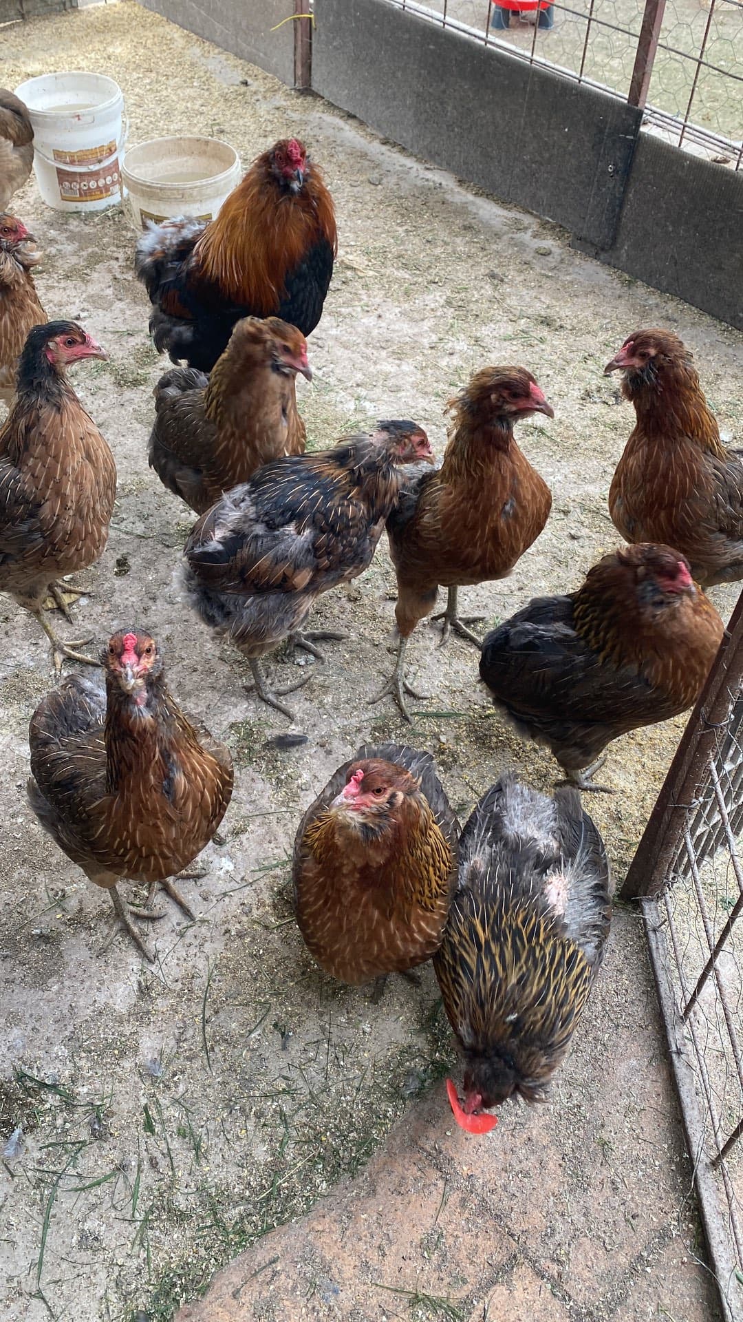 Gaini araucana diverse culori – Mihai Viteazu, Cluj