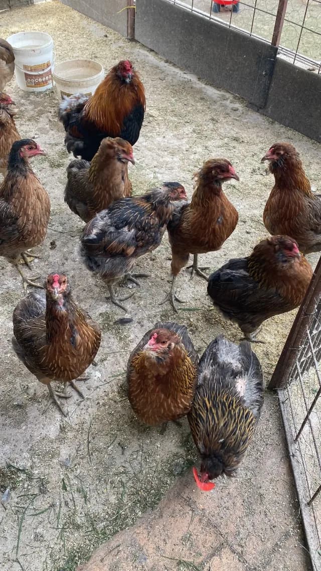 Gaini araucana diverse culori