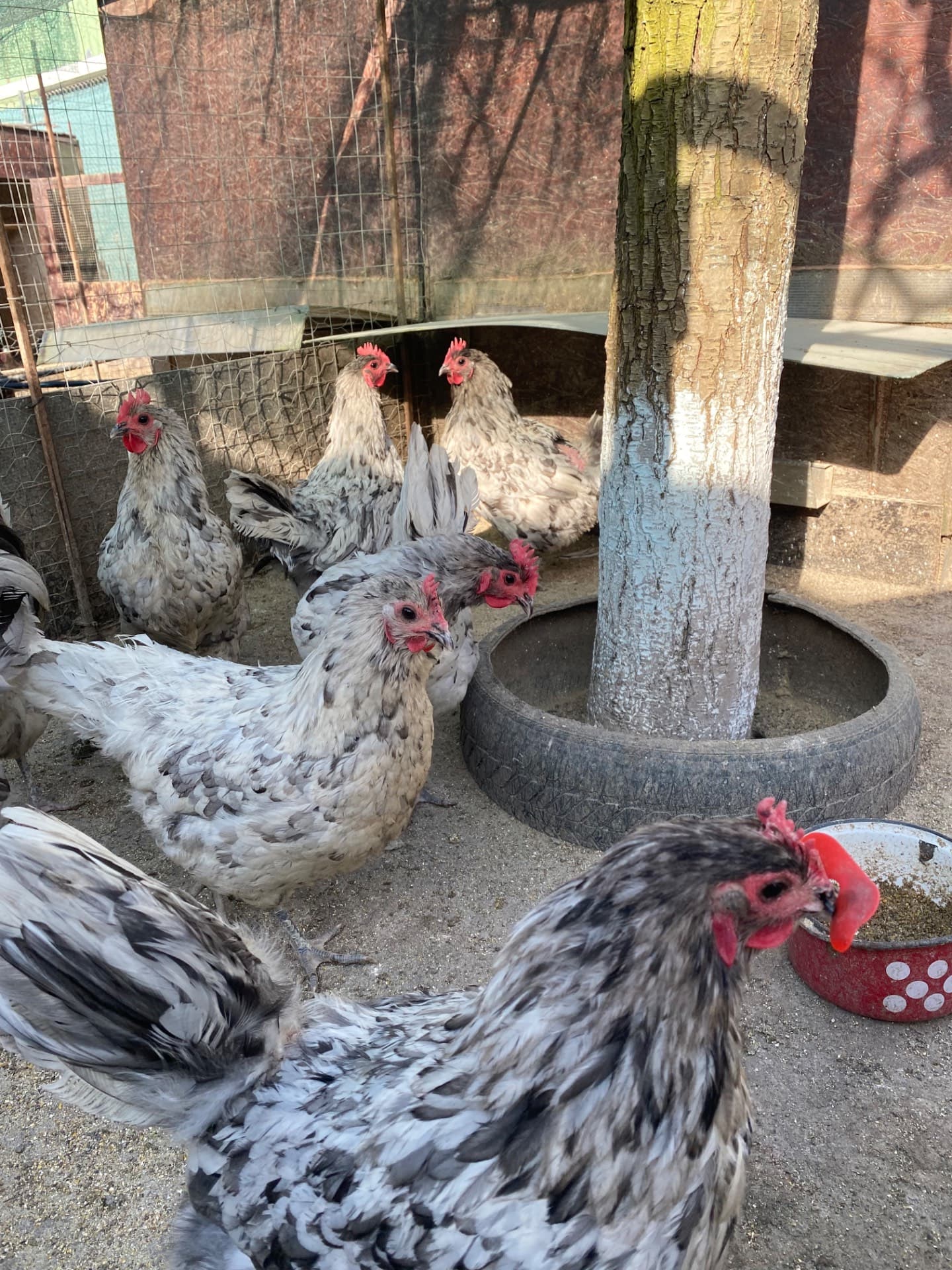 Gaini australorp splash