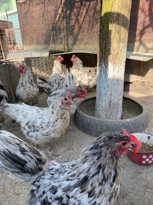 Gaini australorp splash