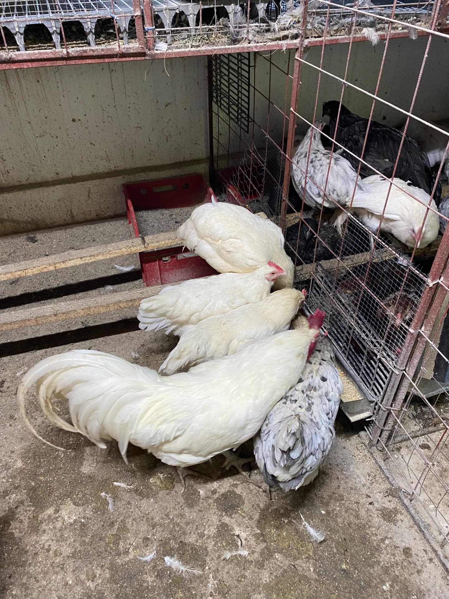 Gaini australorp alb – fotografia 3 din 5