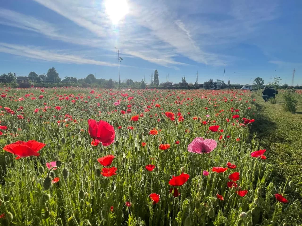 vând teren extravilan – Sfantu Gheorghe, Ialomița