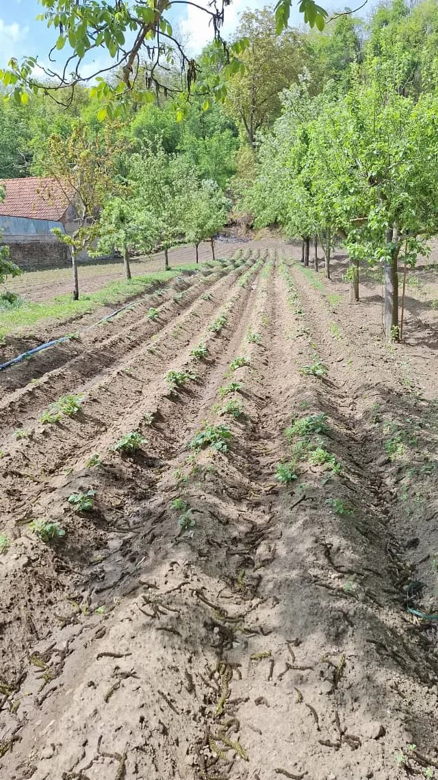 Teran in Sebes , pe drumul Pianului!