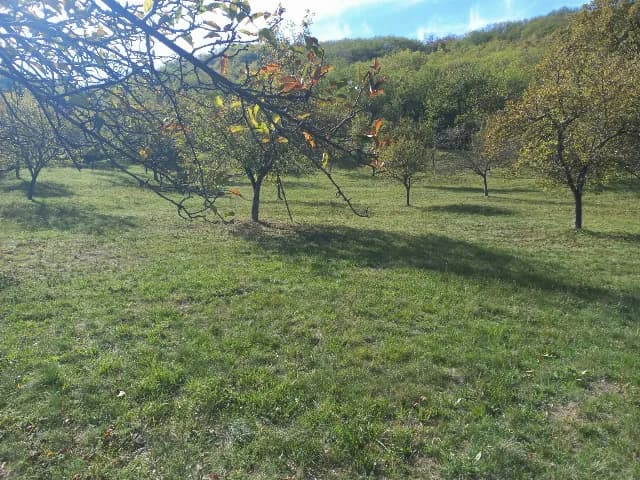 Livada in Sasciori langa șoseaua Transalpina!