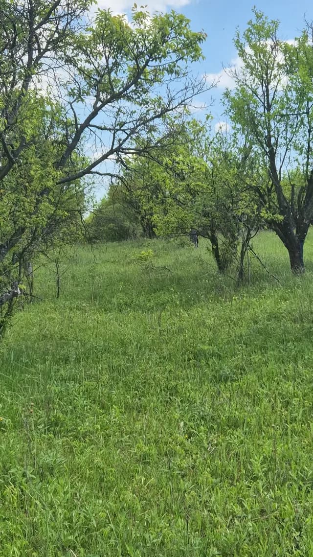 Livada de pruni in Daia Romana