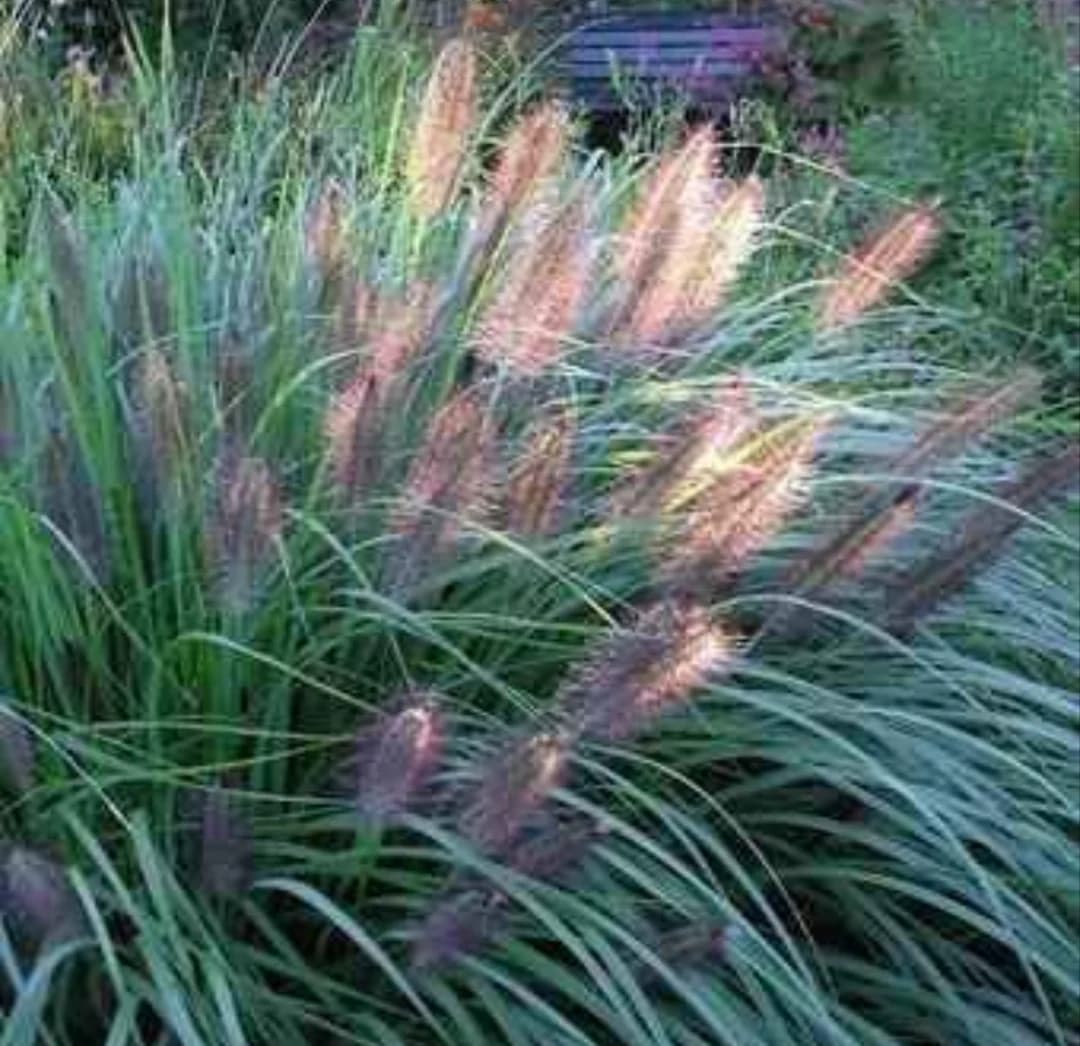 Plante Ornamentale Iarbă Decorativă Pennisetum Viridescens Grădină "veverițe* – fotografia 2 din 2