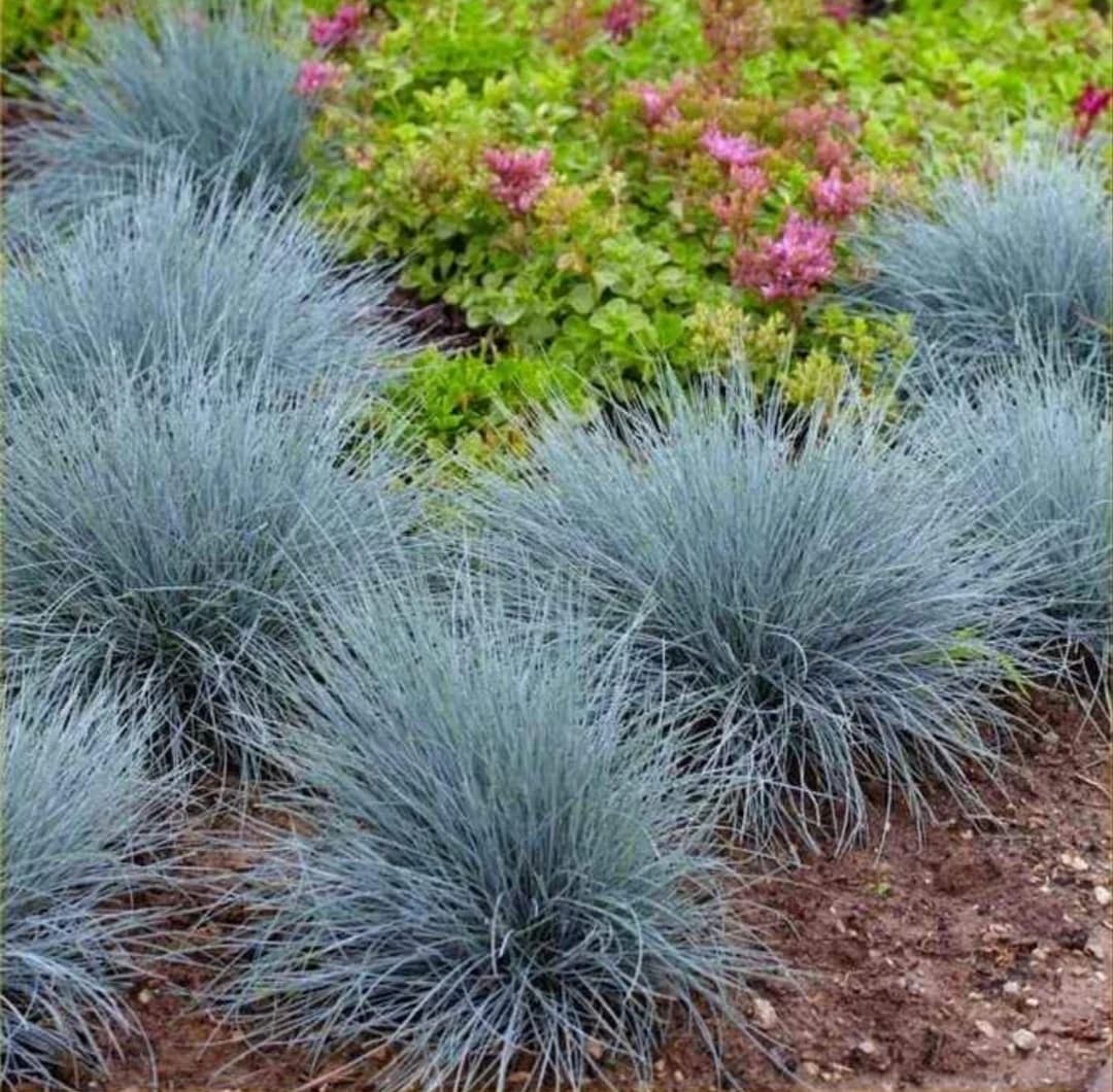 Iarbă Albastră Ornamentală (Festuca Glauca) - Plantă Perenă Grădină sau ghiveci – Iasi, Iași – Plante și flori