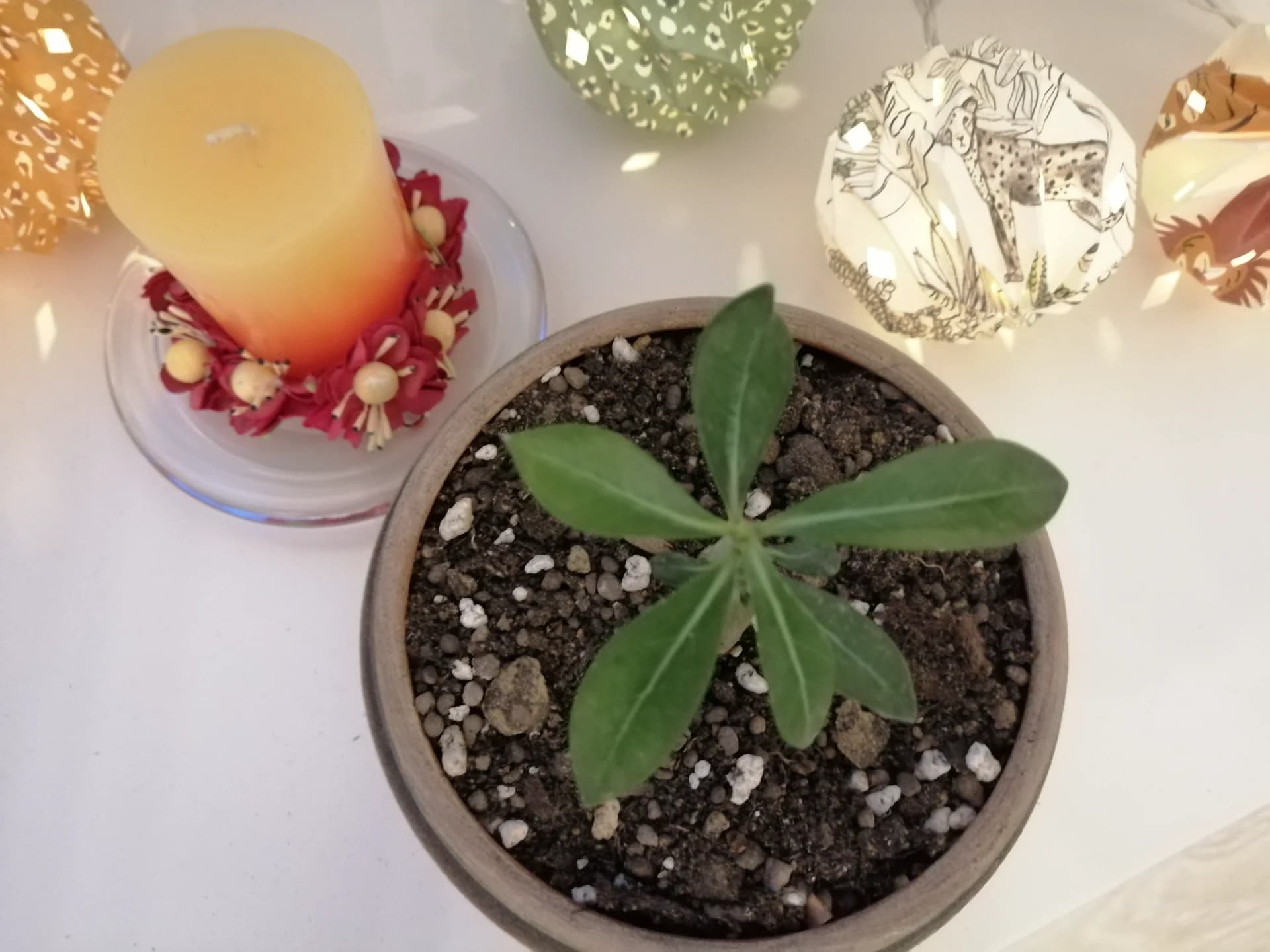 Trandafir de Deșert (Adenium Obesum) 6 luni - Plantă de Interior Exotică – fotografia 2 din 5