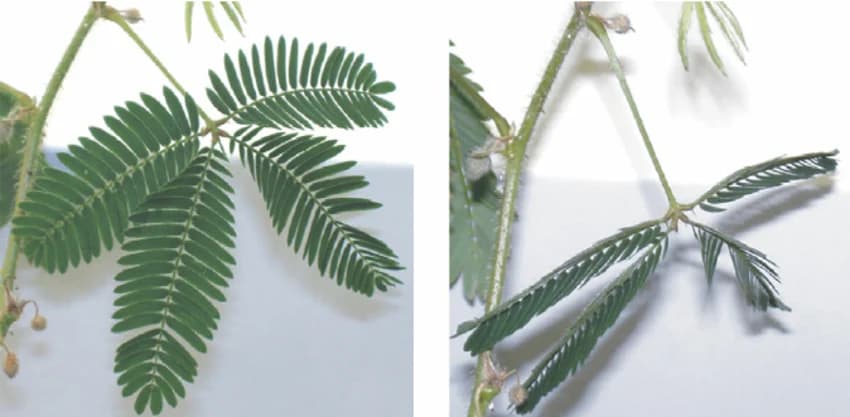 20 Semințe Mimosa Pudica – Planta Sensibilă care își strânge frunzele instant la atingere – fotografia 3 din 3