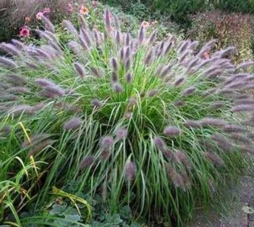 Plante Ornamentale Iarbă Decorativă Pennisetum Viridescens Grădină "veverițe*