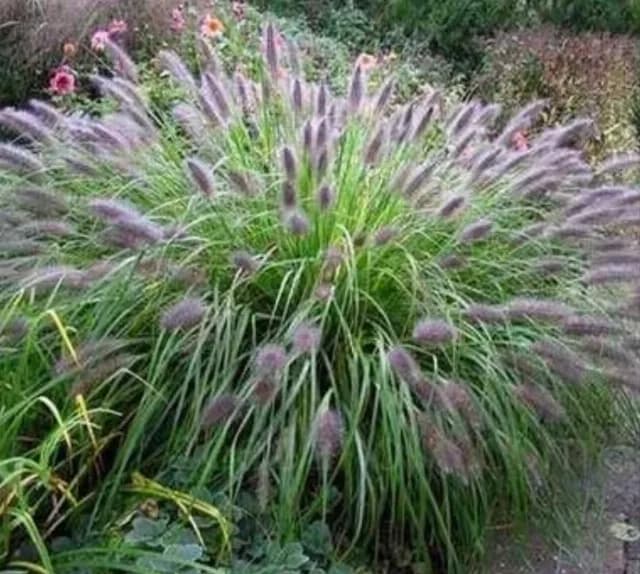 Plante Ornamentale Iarbă Decorativă Pennisetum Viridescens Grădină "veverițe*