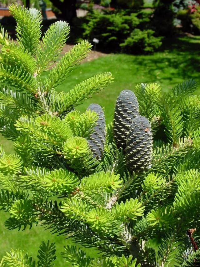 15 Semințe Brad Coreean (Abies Koreana) – Conuri Mov Erecte (Rare)