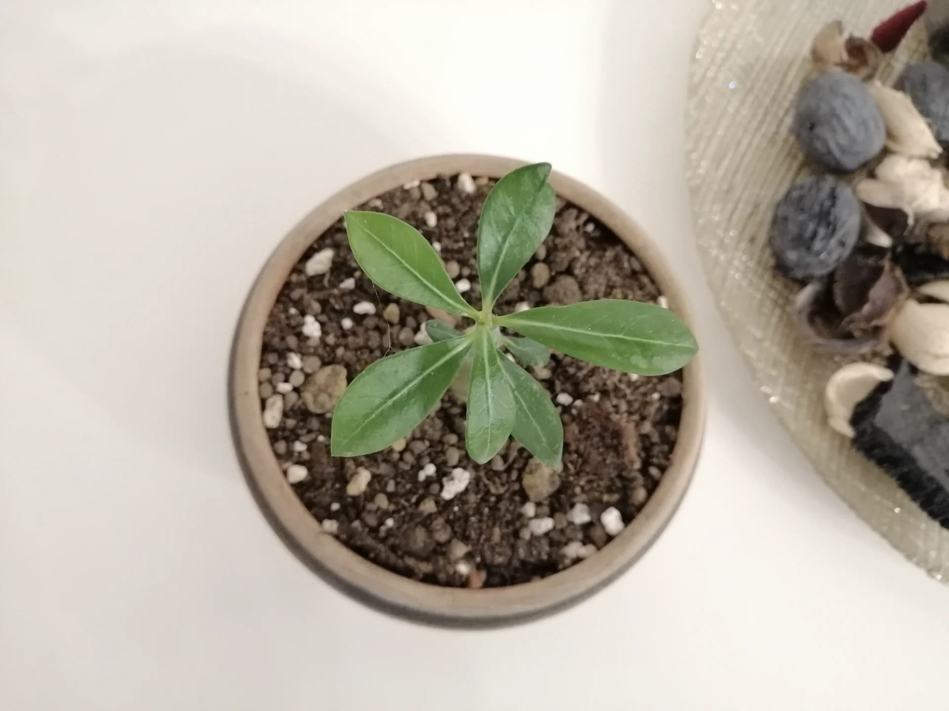 Trandafir de Deșert (Adenium Obesum) 6 luni - Plantă de Interior Exotică – fotografia 5 din 5