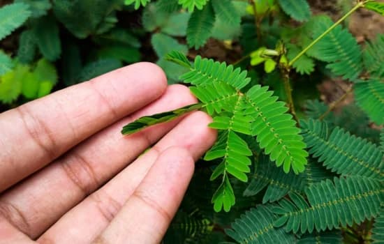 20 Semințe Mimosa Pudica – Planta Sensibilă care își strânge frunzele instant la atingere