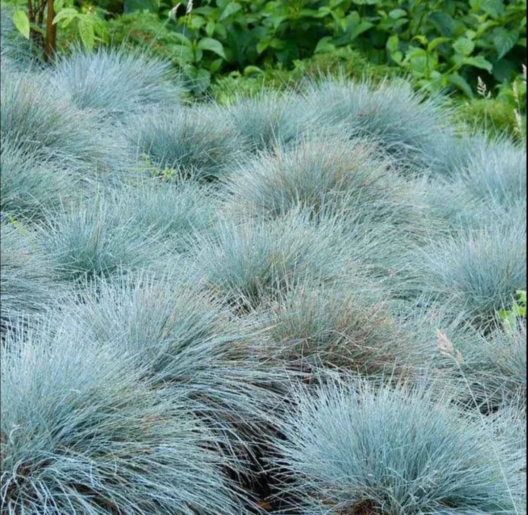 Iarbă Albastră Ornamentală (Festuca Glauca) - Plantă Perenă Grădină sau ghiveci – fotografia 2 din 2