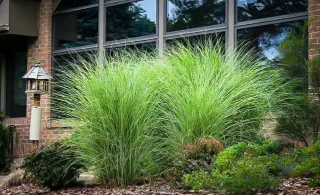 🌿 Iarbă Ornamentală (Stuf Chinezesc / Iarba Elefantului) – Plante Perene Mari