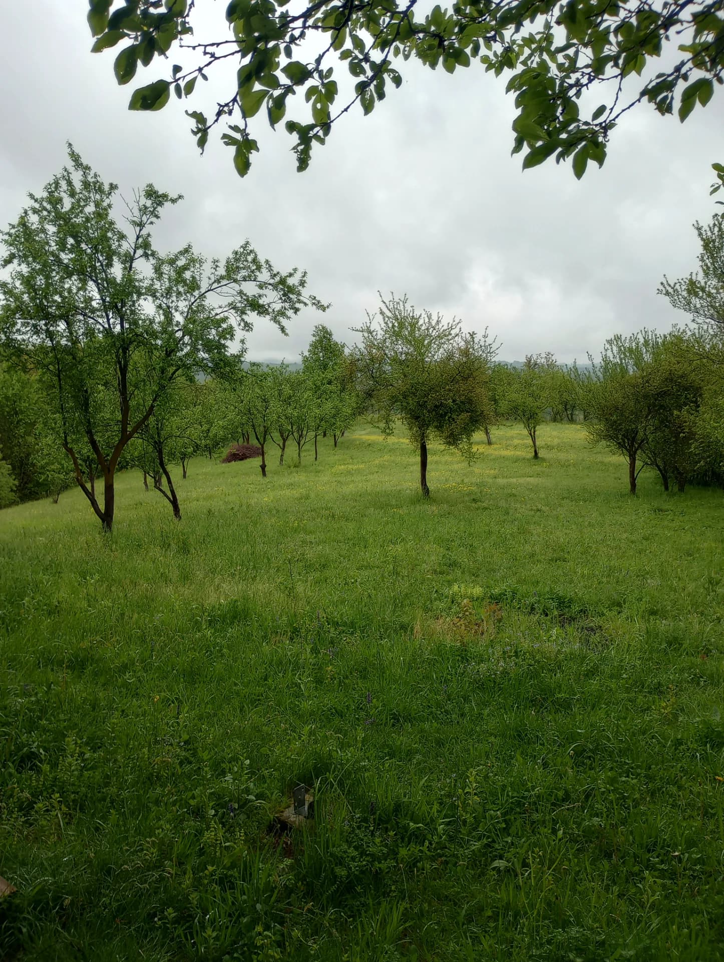 Teren intravilan pe deal – fotografia 2 din 8