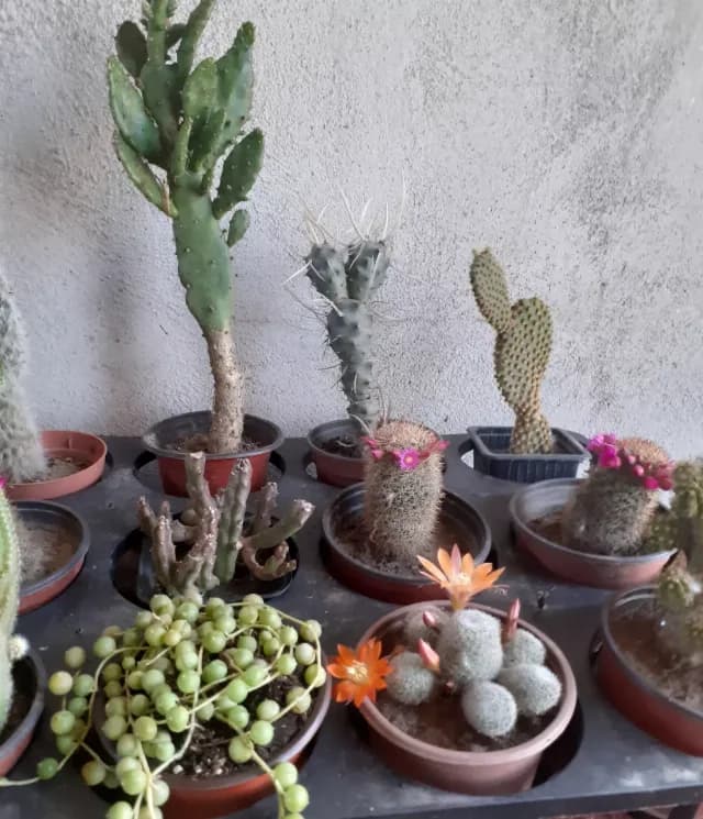 Cactusi diferite soiuri