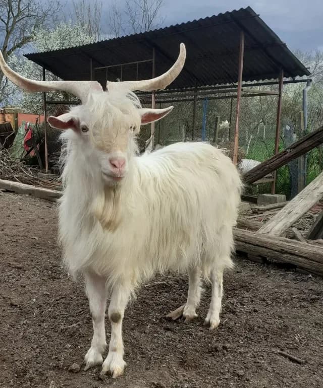 Țapi albi buni de prasila