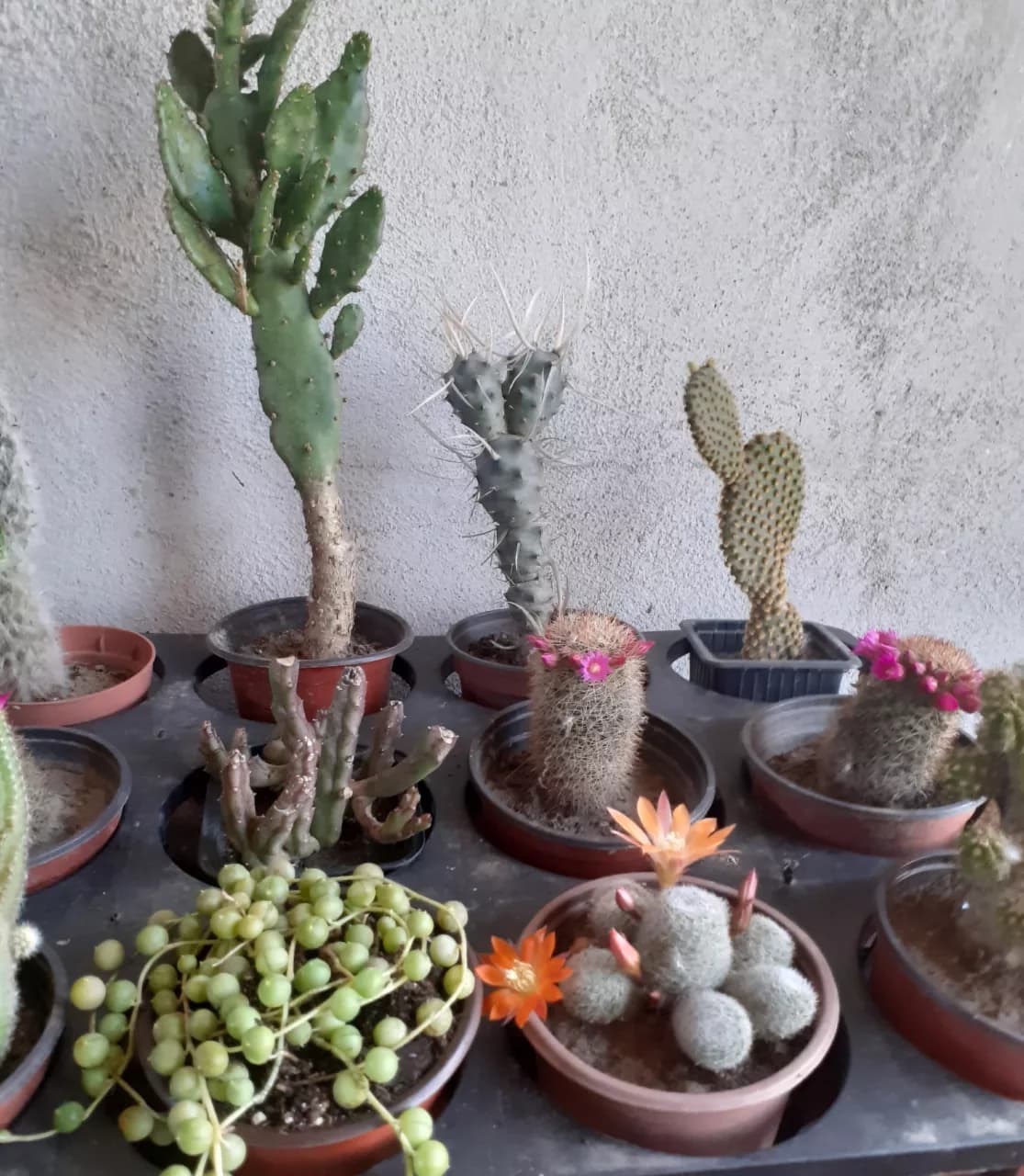 Cactusi diferite soiuri – fotografia 2 din 2
