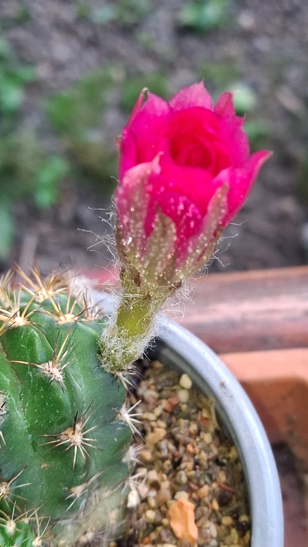 Cactusi deosebiti – fotografia 2 din 6