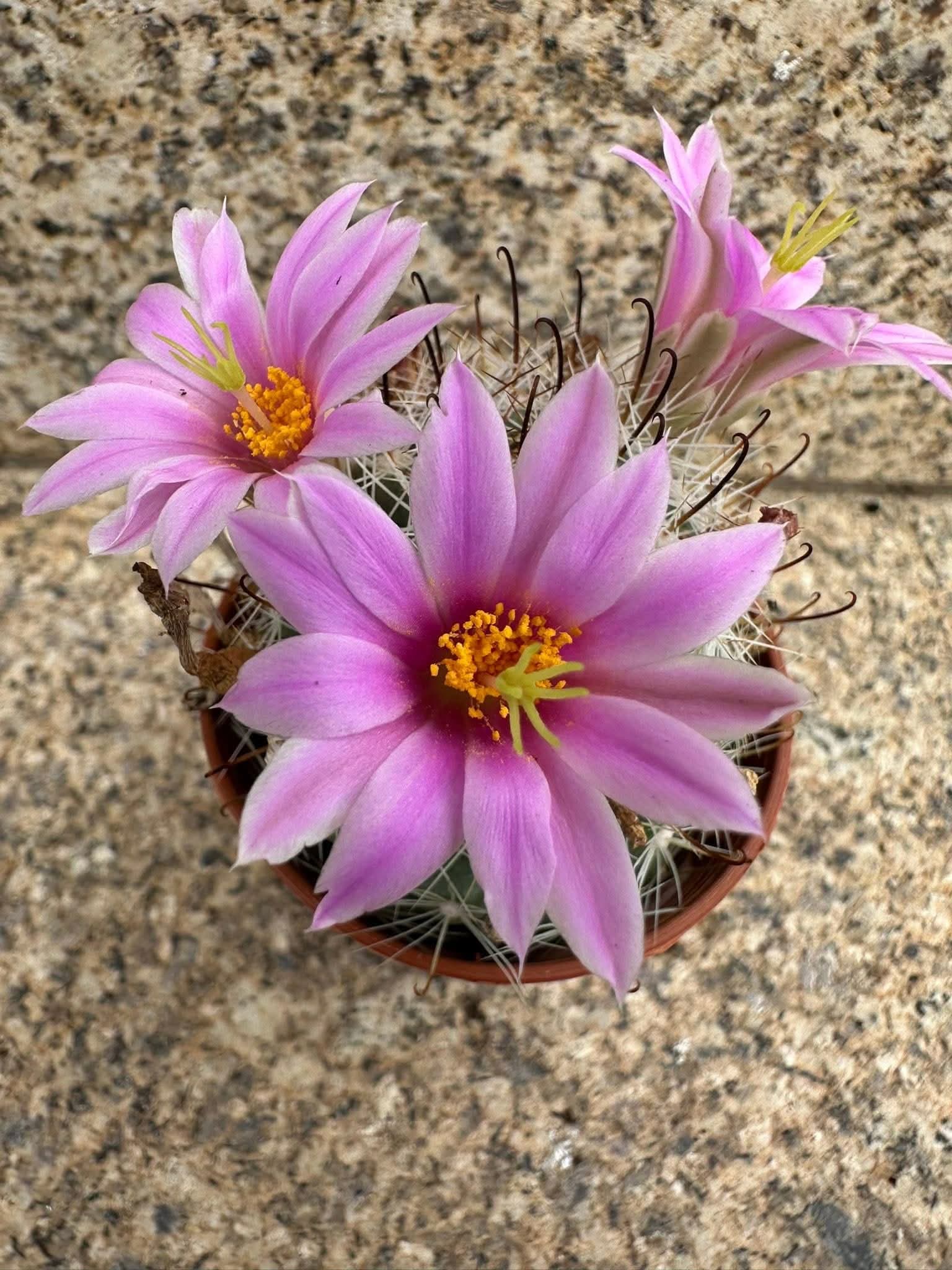 Cactusi deosebiti – fotografia 5 din 6