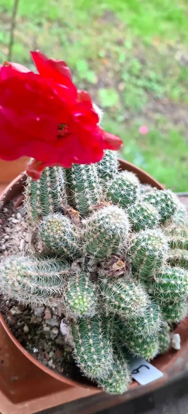 Cactusi deosebiti