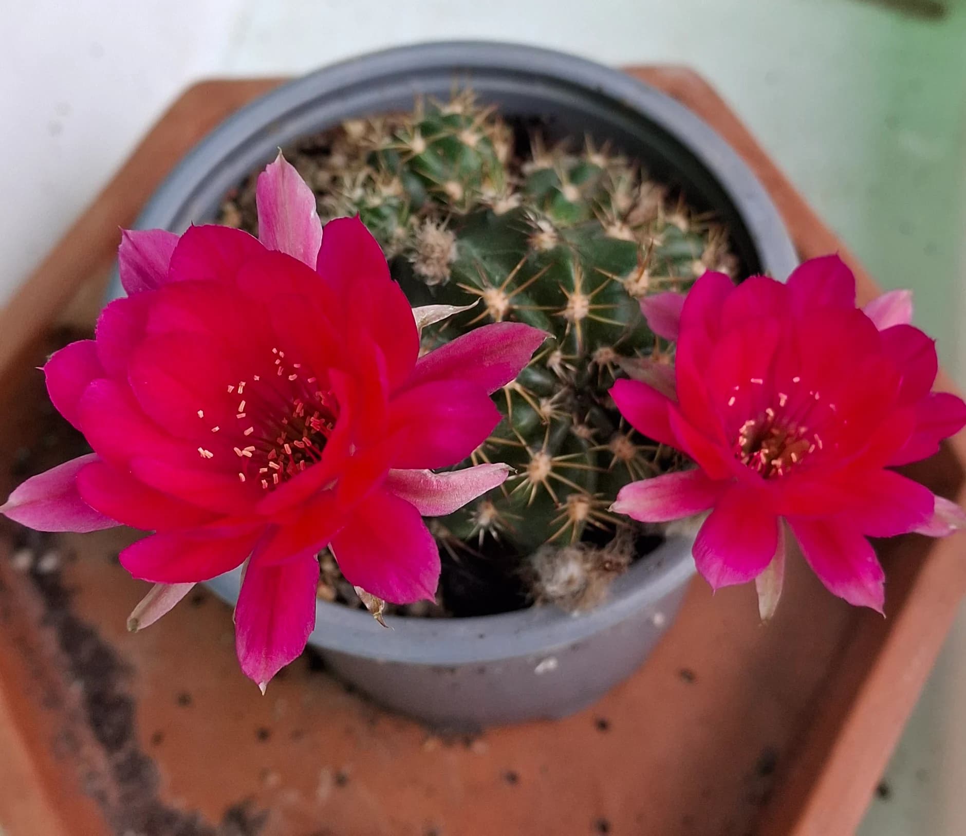 Cactusi deosebiti – fotografia 4 din 6