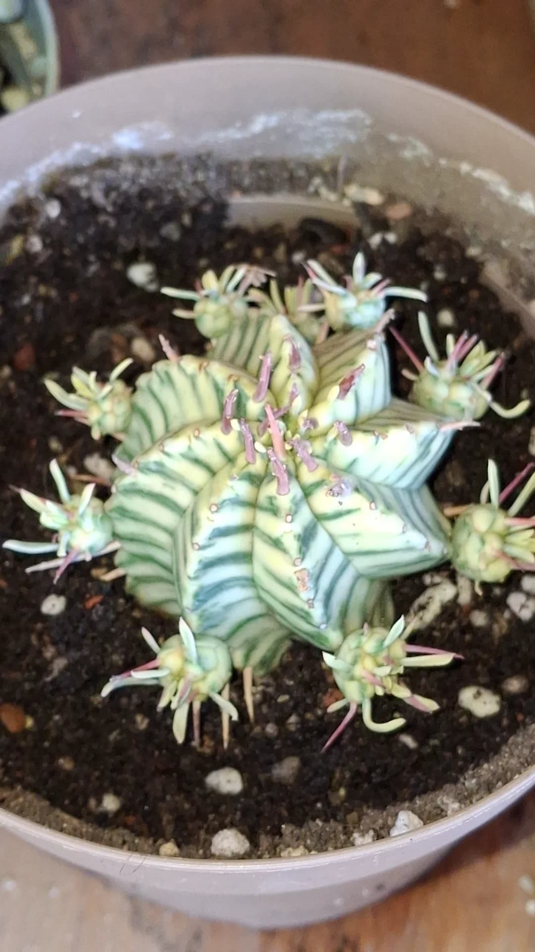 Cactusi deosebiti – fotografia 3 din 6