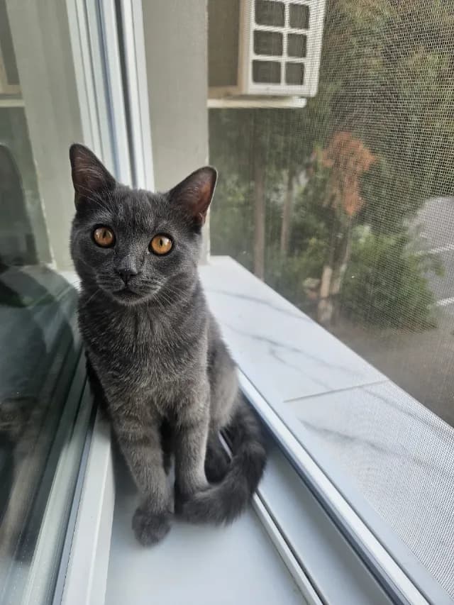 Motanel British shorthair