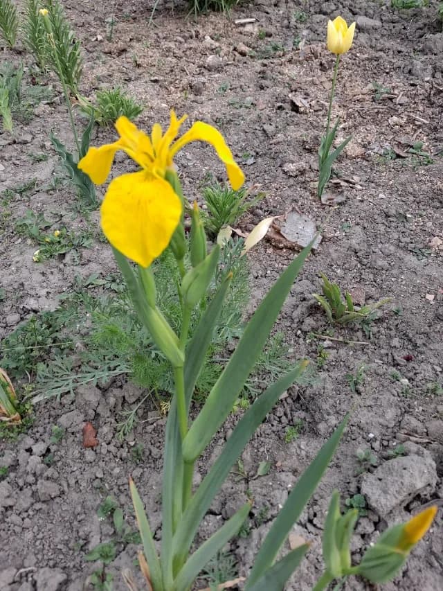 Irisi galbeni deosebiti
