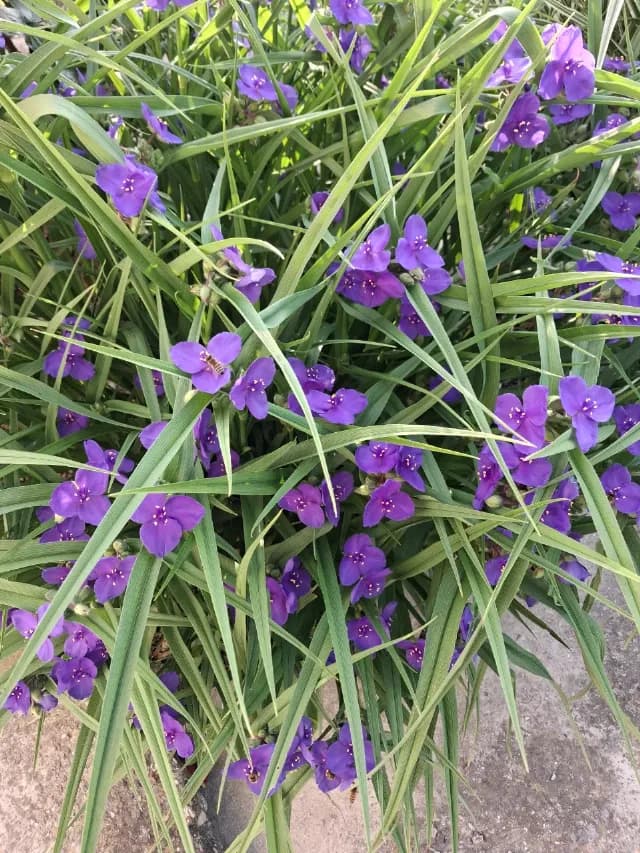 Buna dimineata asa se numeste aceasta superba floare