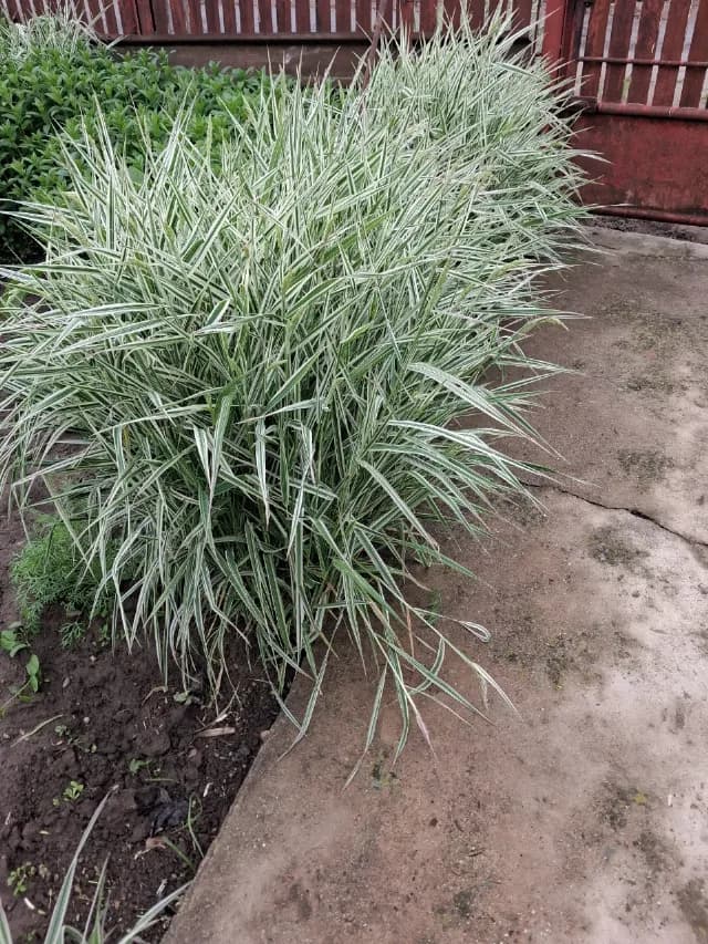 pefecta pentu gradina voastra
